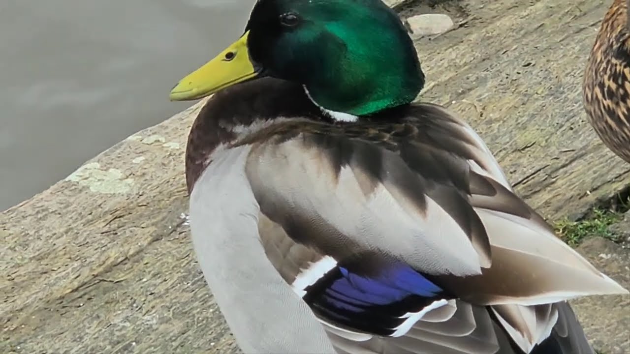 Sleepy Quacking Ducks Puffing Feathers. #nature #wildlife #ducks
