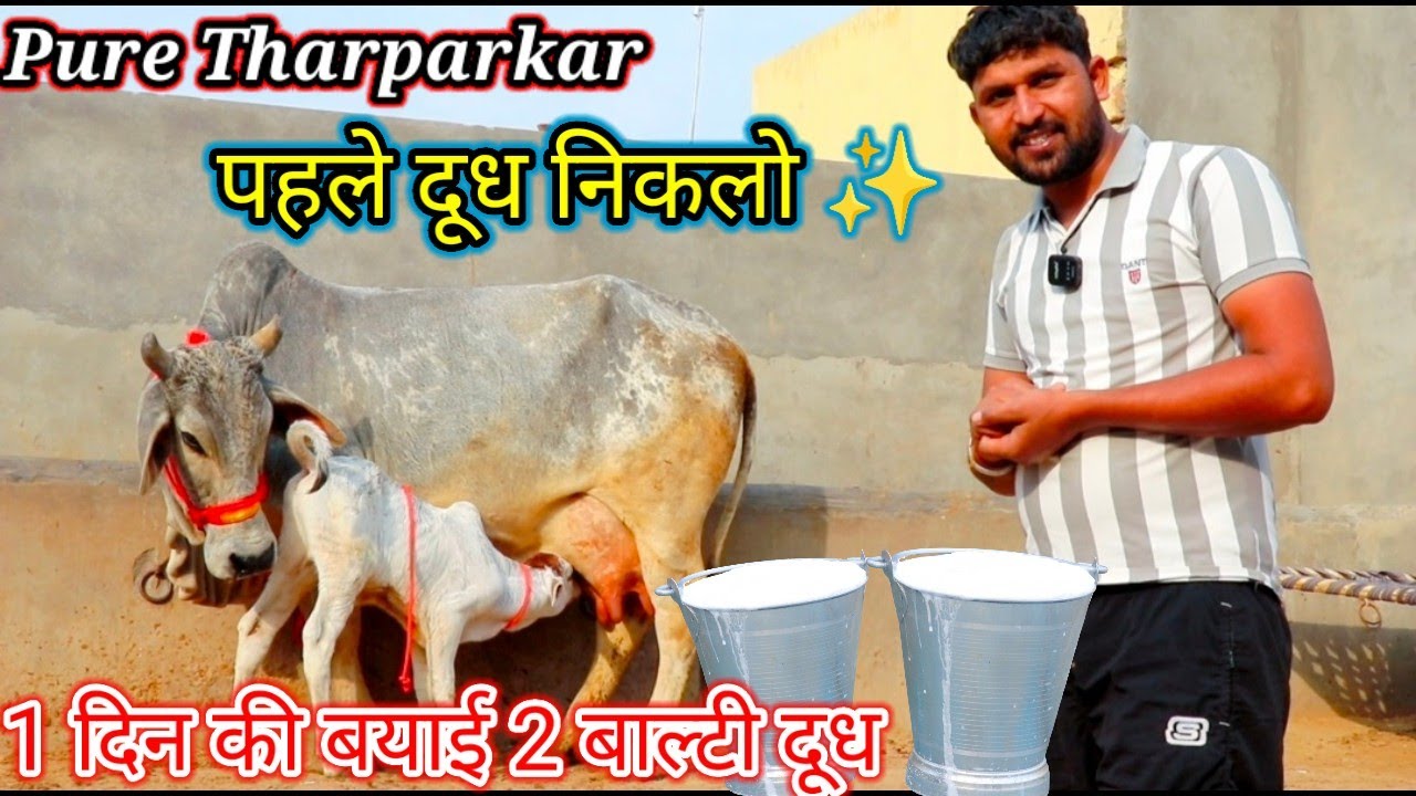 Pure Tharparkar ✨ पहले दूध निकलो ⭐ रिकॉर्ड के साथ खरीदो 👌4 टाइम दूध देखो फिर खरीदो🎁ट्रांसपोर्ट फ्री 