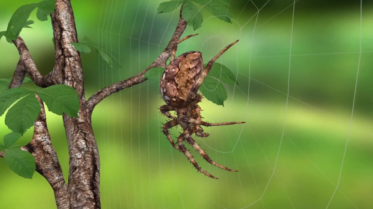 Die Gartenkreuzspinne - gef&auml;hrlich?