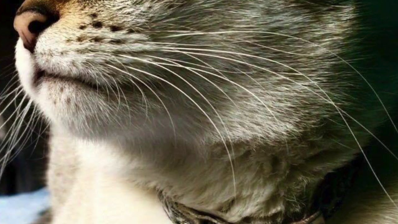 FRANK MAIA SET TECHNO  THE CATS SESSION  MUSIC