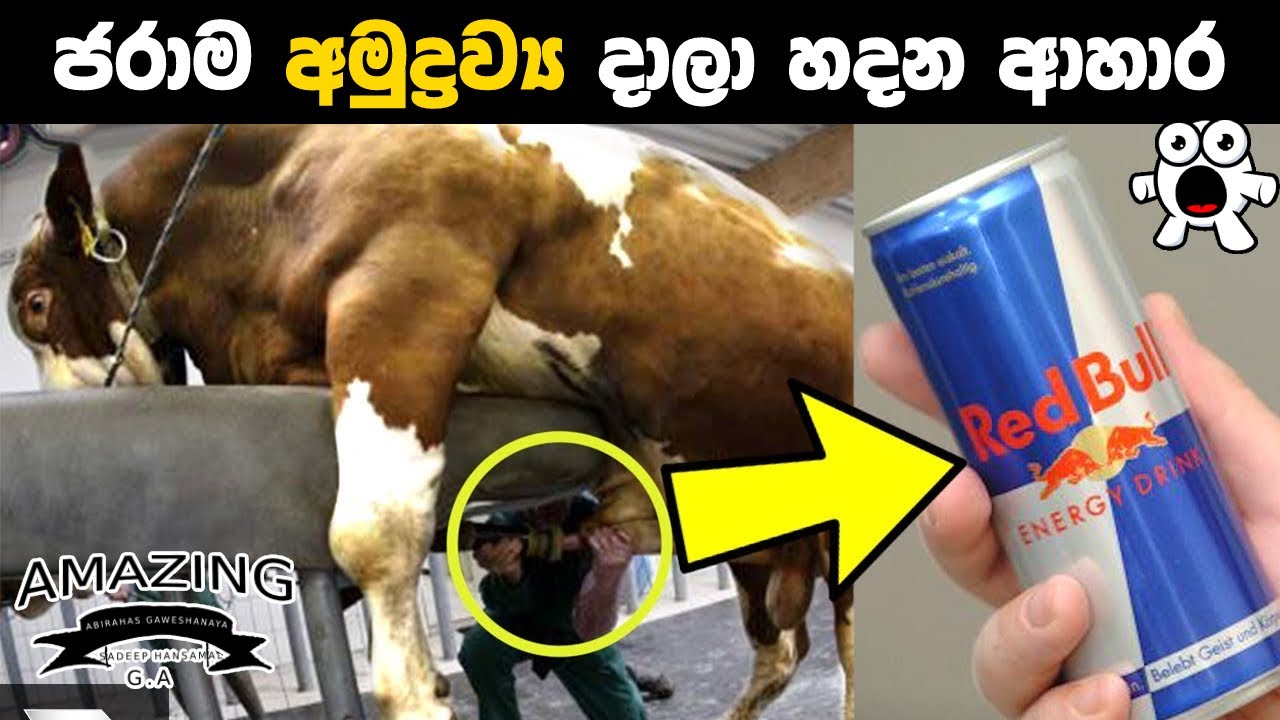 හදන විදිහ දන්නවනම් කන්නෙ නෑ You will never eat this after knowing how it’s made Abirahas Gaweshanaya