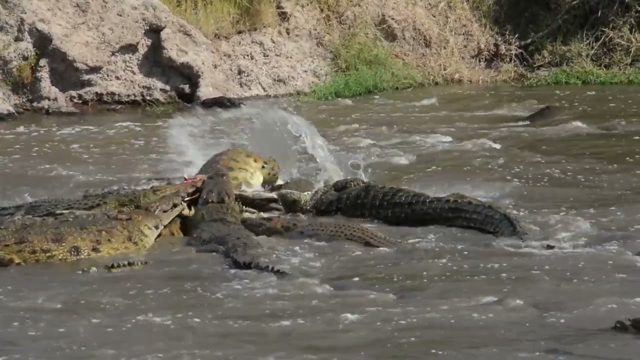 Crocs Killing Wildebeast Crossing the Mara River