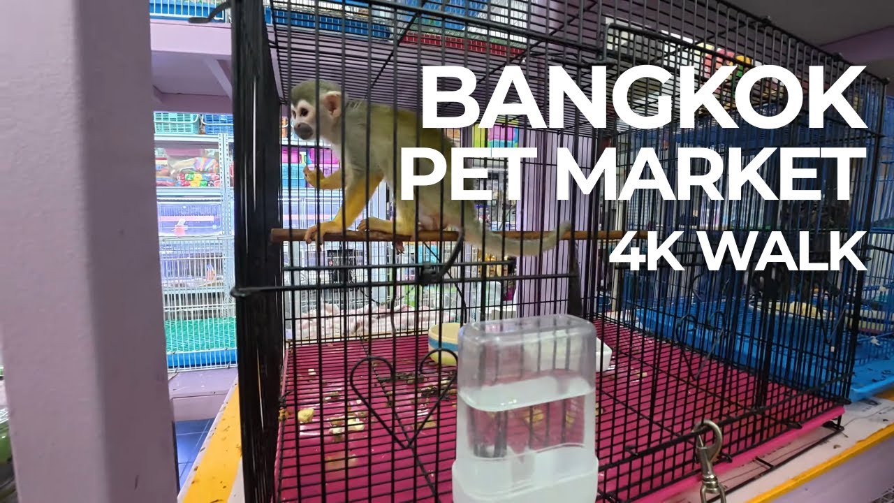 BANGKOK PET MARKET WALK / CHATUCHAK UNFILTERED ANIMAL TRADE 4K