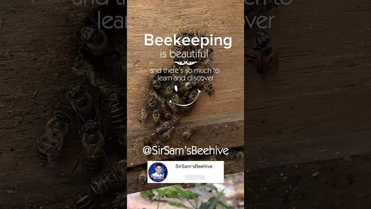 Beekeeping is beautiful! #beekeepingforbeginners #beekeepingtips #beekeeping #bee #bees #honeybees