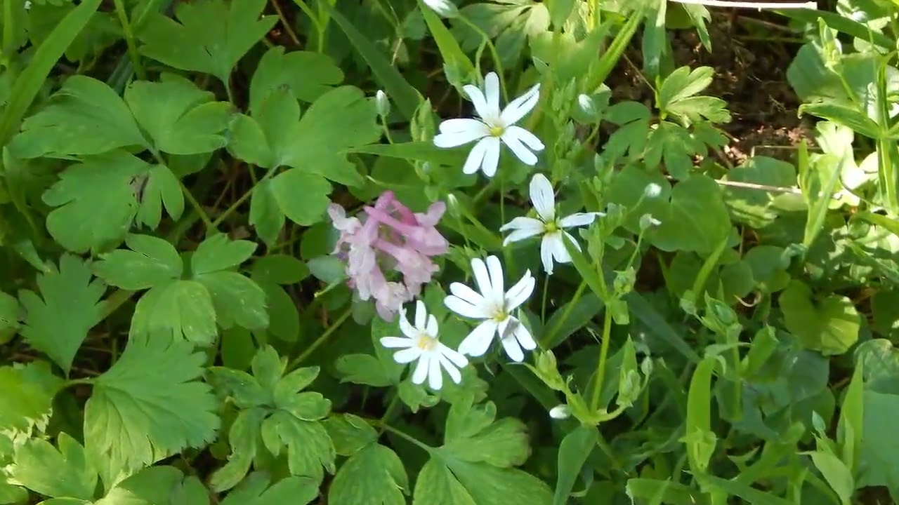 Csepreg, Kocs&aacute;r Mikl&oacute;s: Psalite Deo