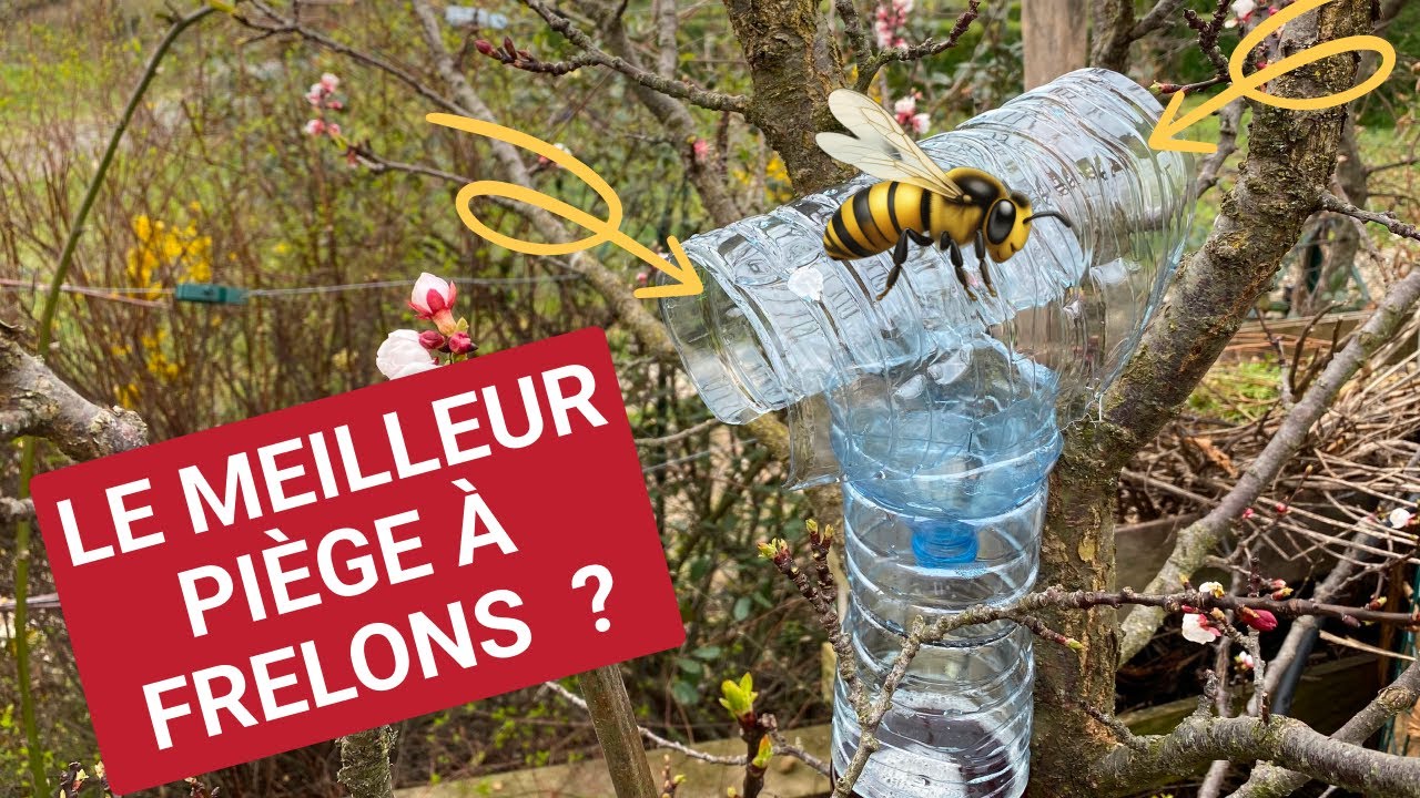 Un piège à frelons asiatiques simple, efficace et pas cher (tuto complet)