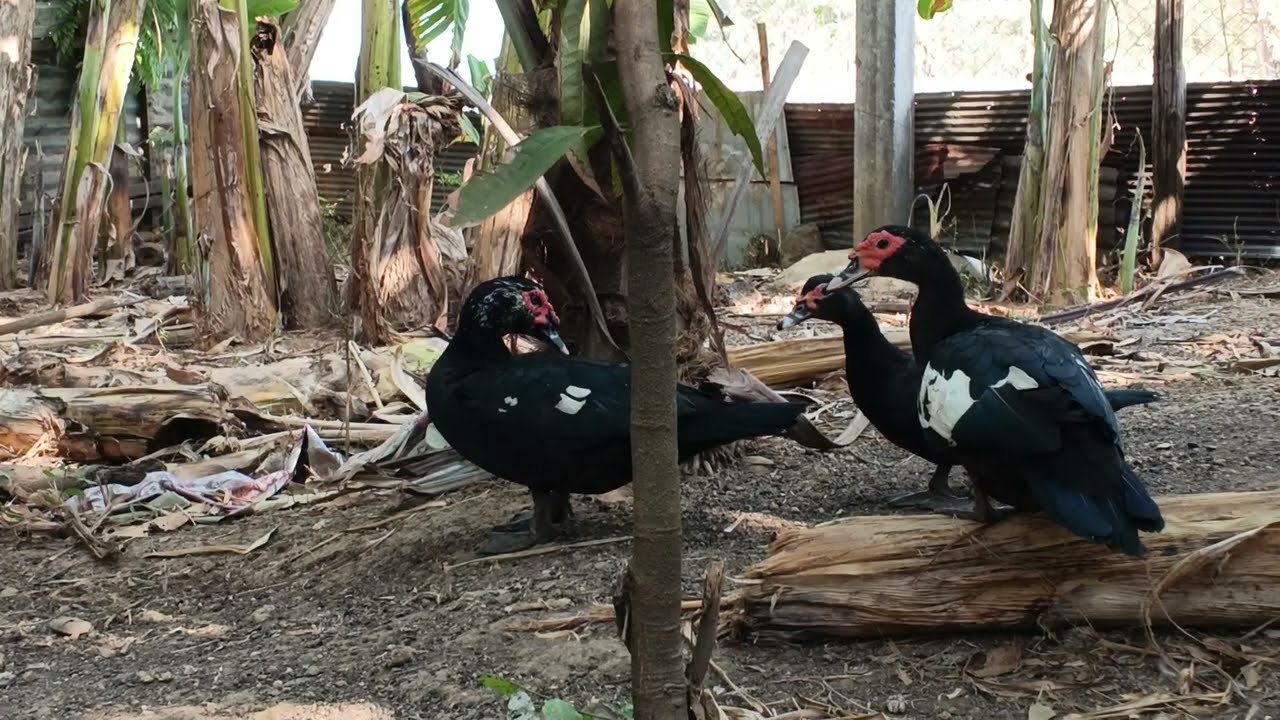 These three ducks are sleeping near the banana tree.