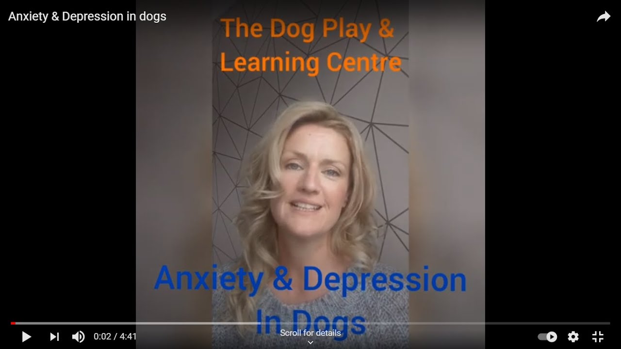Anxiety & Depression in dogs