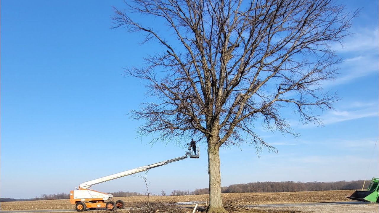 Trimming the Top of the Tree! #900