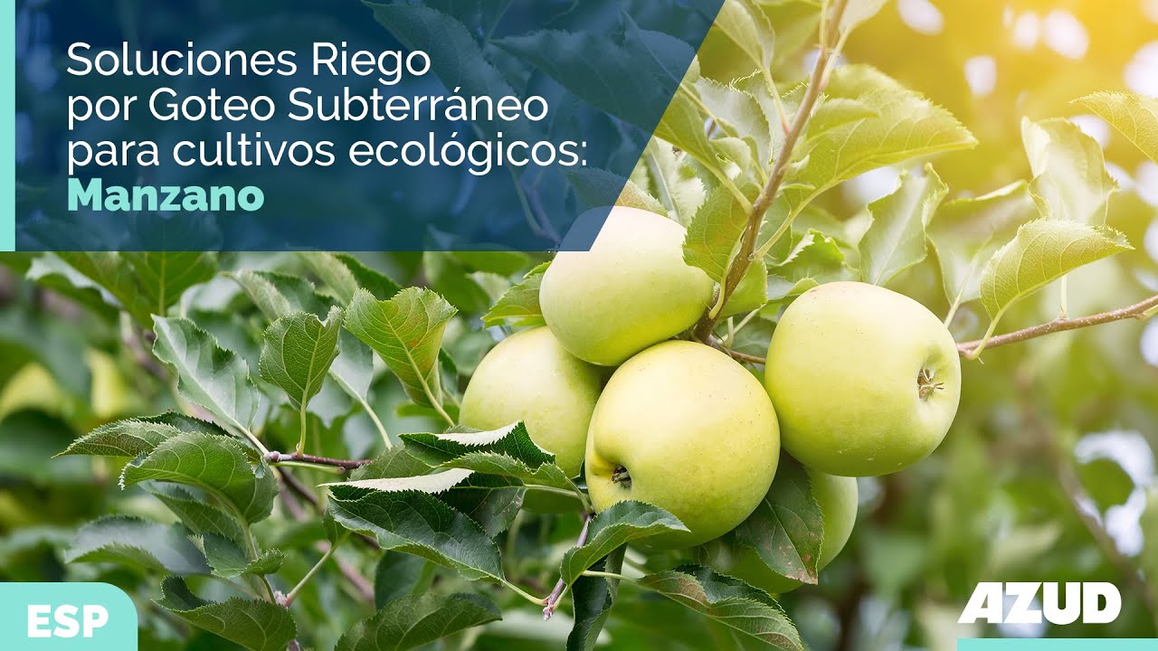 Soluciones de Riego Por Goteo Subterráneo en cultivos ecológicos: manzana ecológica en alta densidad