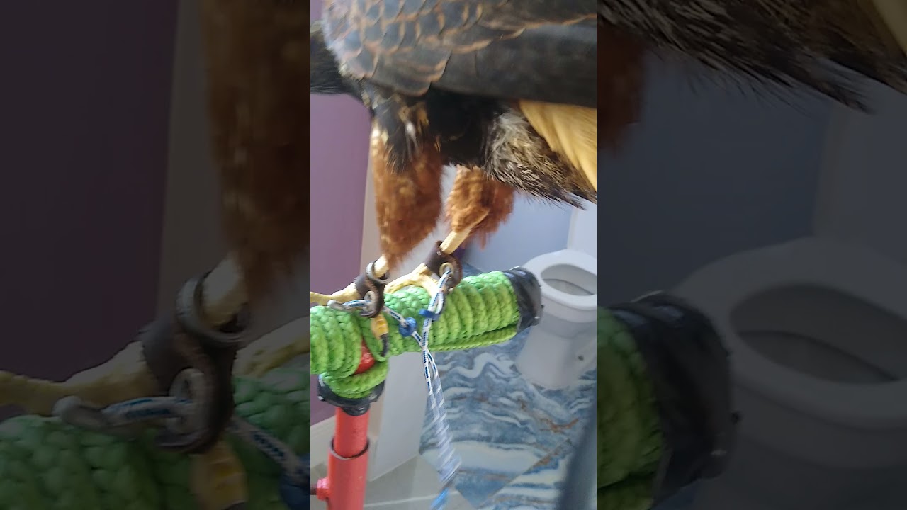 Bullet Jesses