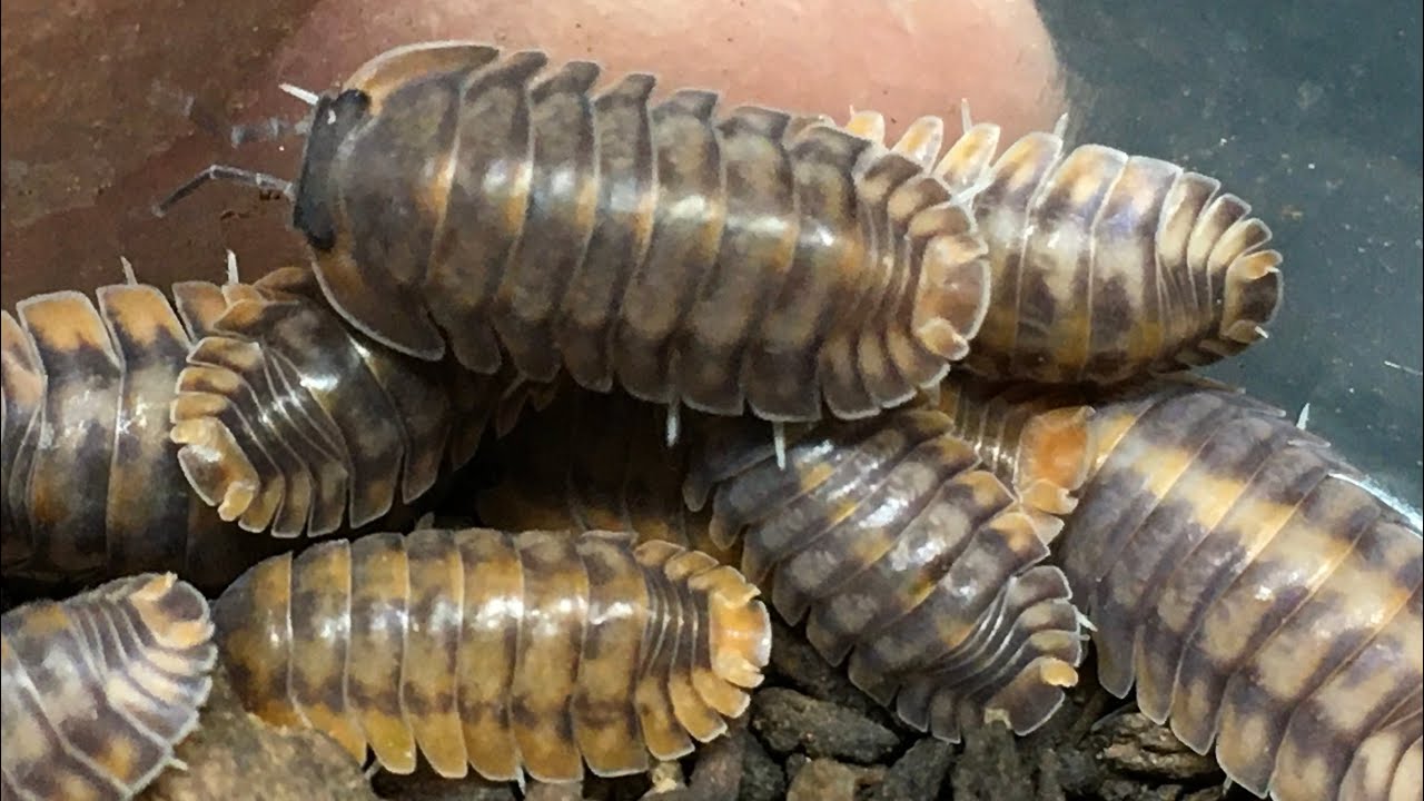 Cubaris /Nesodillo sp. Red Tiger Isopod Care Guide