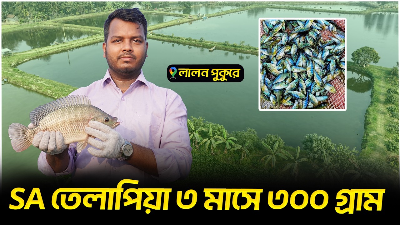 মনোসেক্স তেলাপিয়া ৩ মাসে ৩০০ গ্রাম || Shakib AGRO || SA Monosex Tilapia Fish Farming