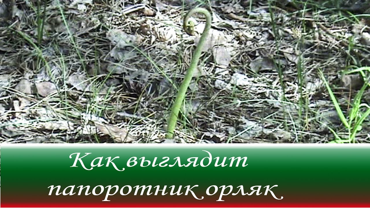 Как выглядит папоротник Орляк - лат. Pterídium aquilínum