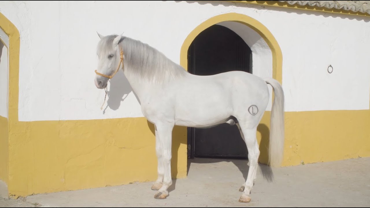 TODOCABALLO Capítulo 85: Los PRE de Y. Lovera y Peregrinación a la Meca a caballo