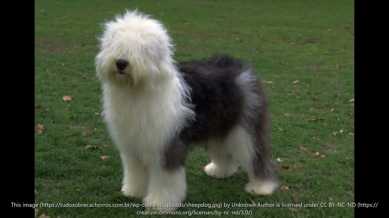 old English sheep dog