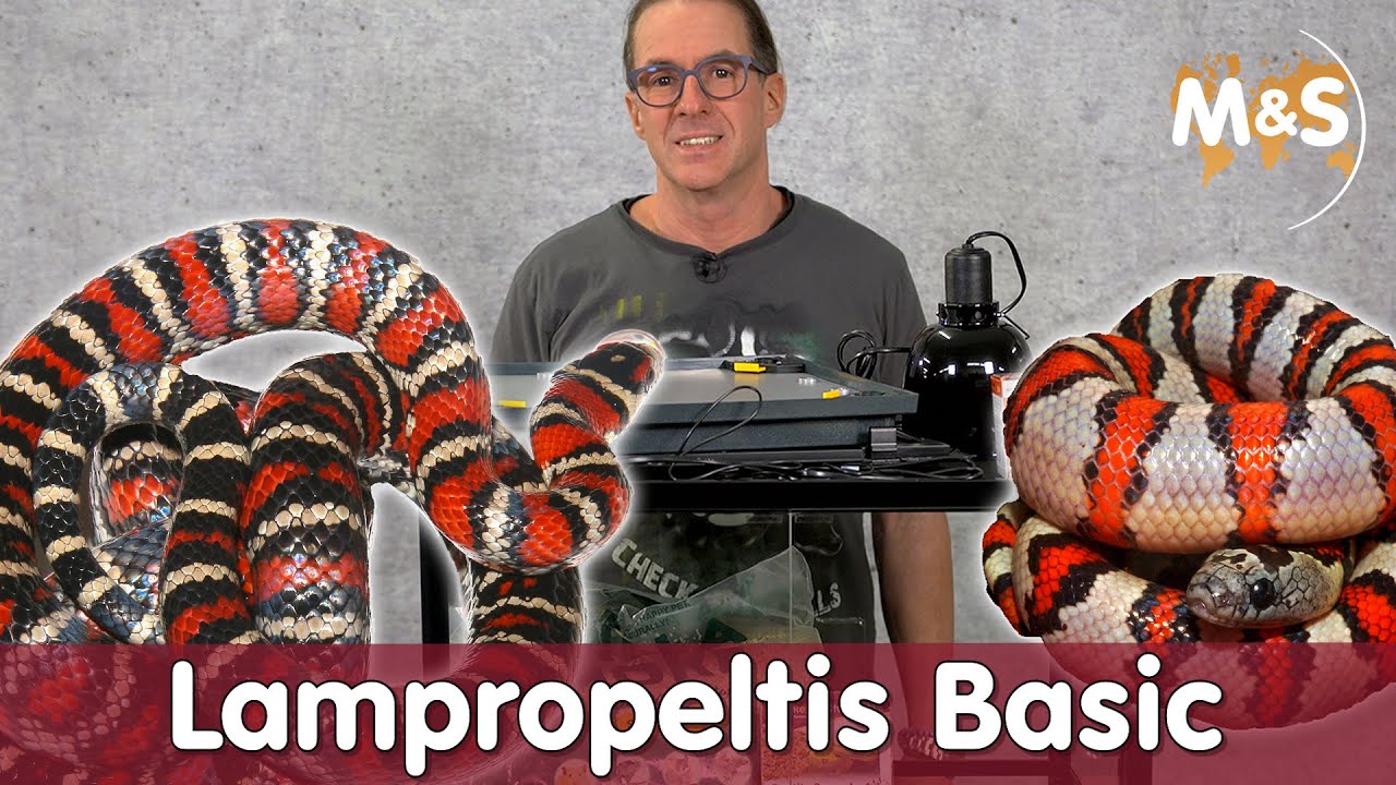 Lampropeltis Basic | Kettennatter, Königsnatter oder Milchnatter?