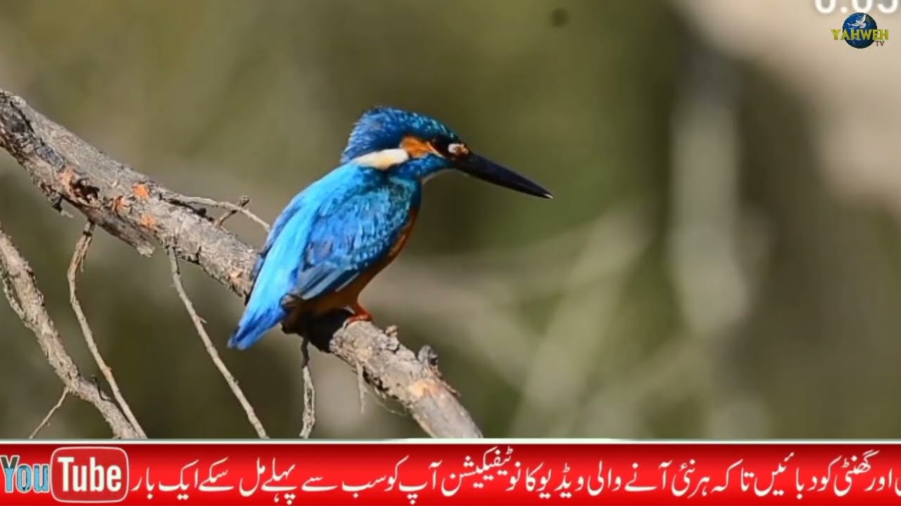 Zaboor 36 ( Part 1) mera dil soch karda hai shariran di shararat par  #psalm