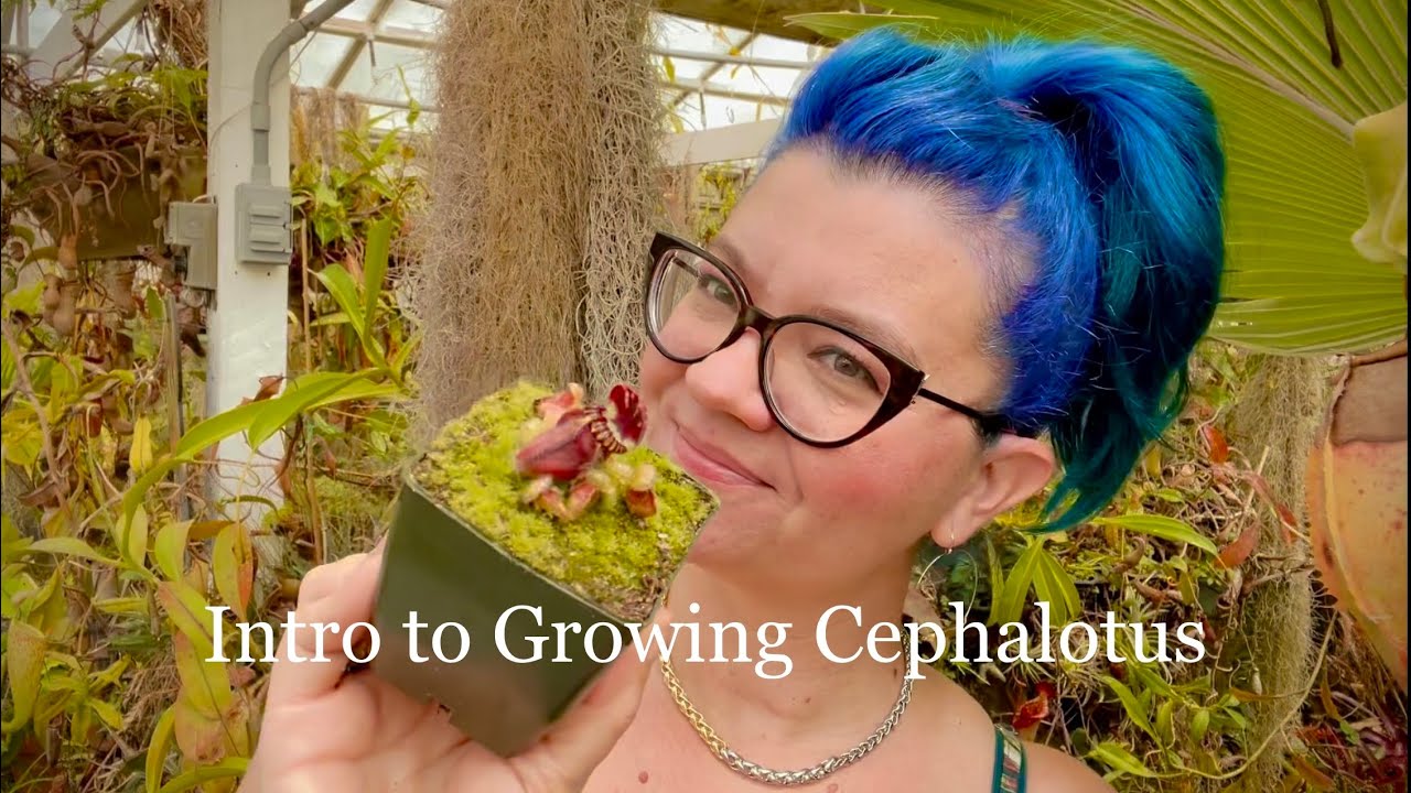 Intro to Growing Cephalotus; the Australian Pitcher Plant
