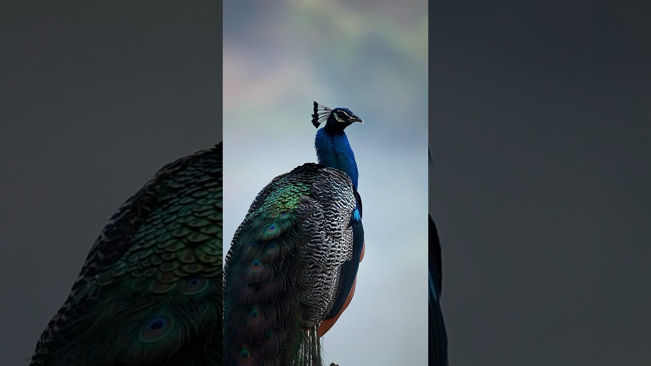 Embrace wildlife! Celebrating #WorldWildlifeDay of Earth's amazing creatures. #ProtectOurWildlife