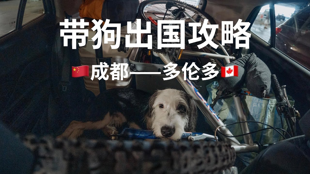 如何带宠物坐飞机出国？｜海关要求｜航空公司｜飞前训练