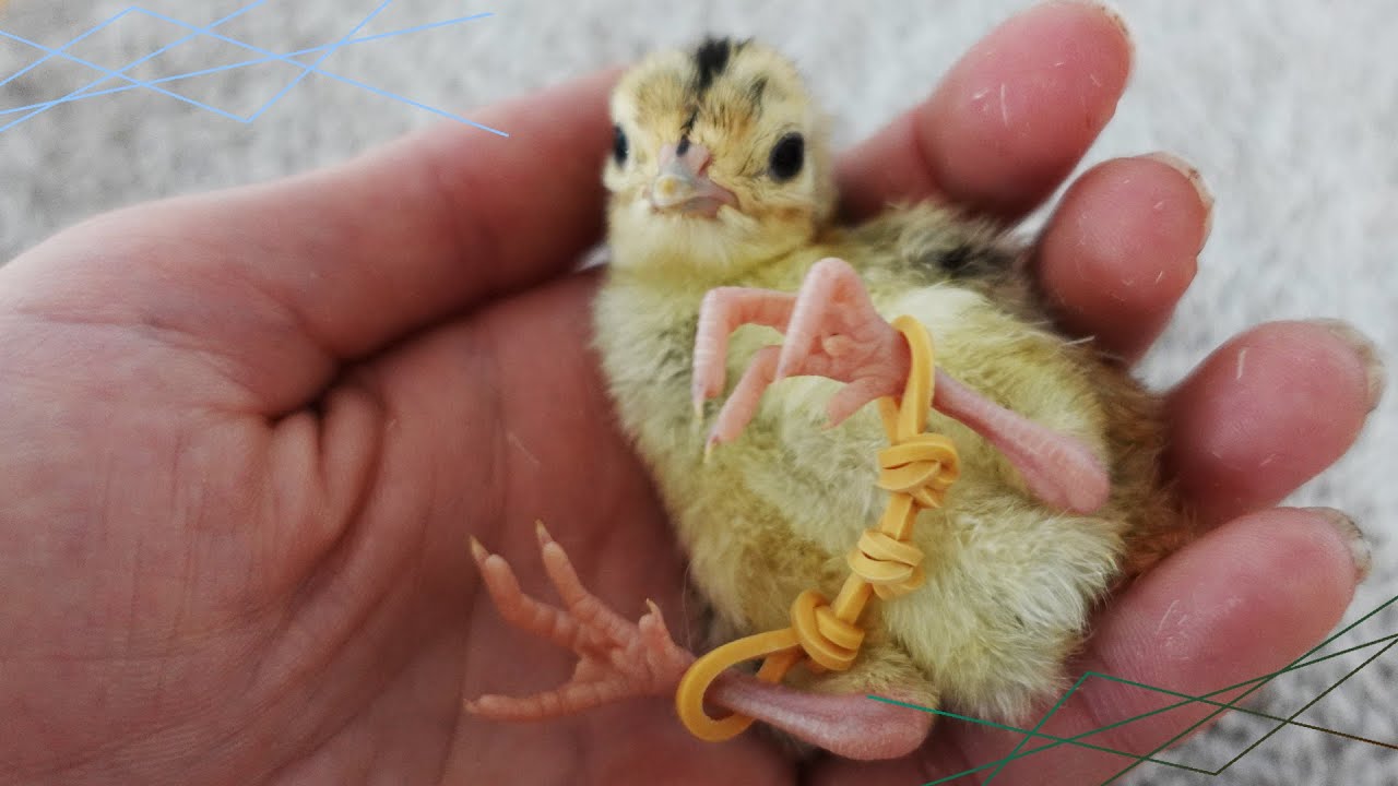 (Tuto) Mettre un élastique aux pattes d'un poussin qui ne tient pas debout