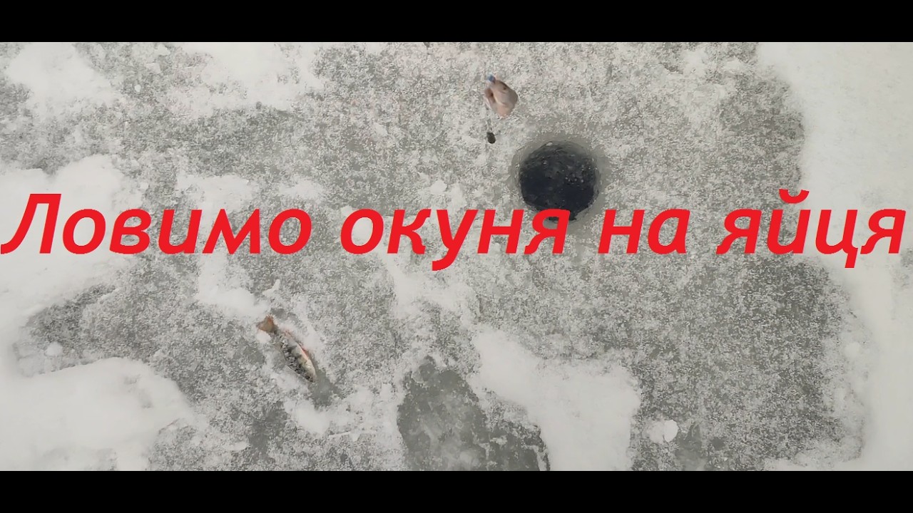 Ловля окуня на яйця в затоці р.Сейм, жерлиці.