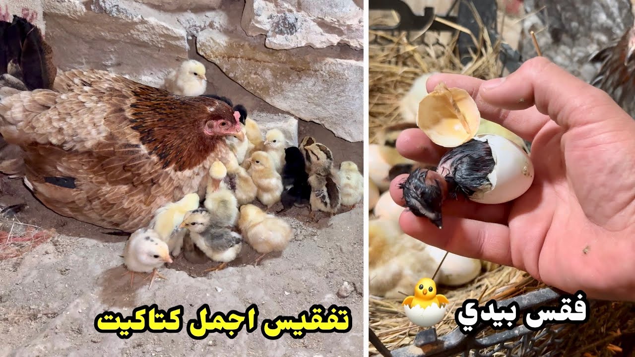 تفقيس دجاجتين🐣تنضيف المزرعة + سويت اعشاش للبيض🥚