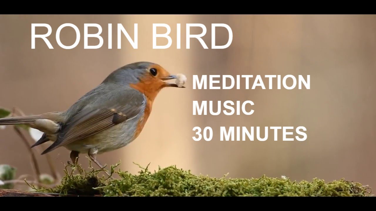 Robin Bird View Nature Relaxing Meditation Calming Music Sounds Relax Calm