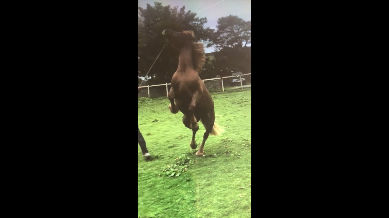 Frightened and misunderstood rescue horse