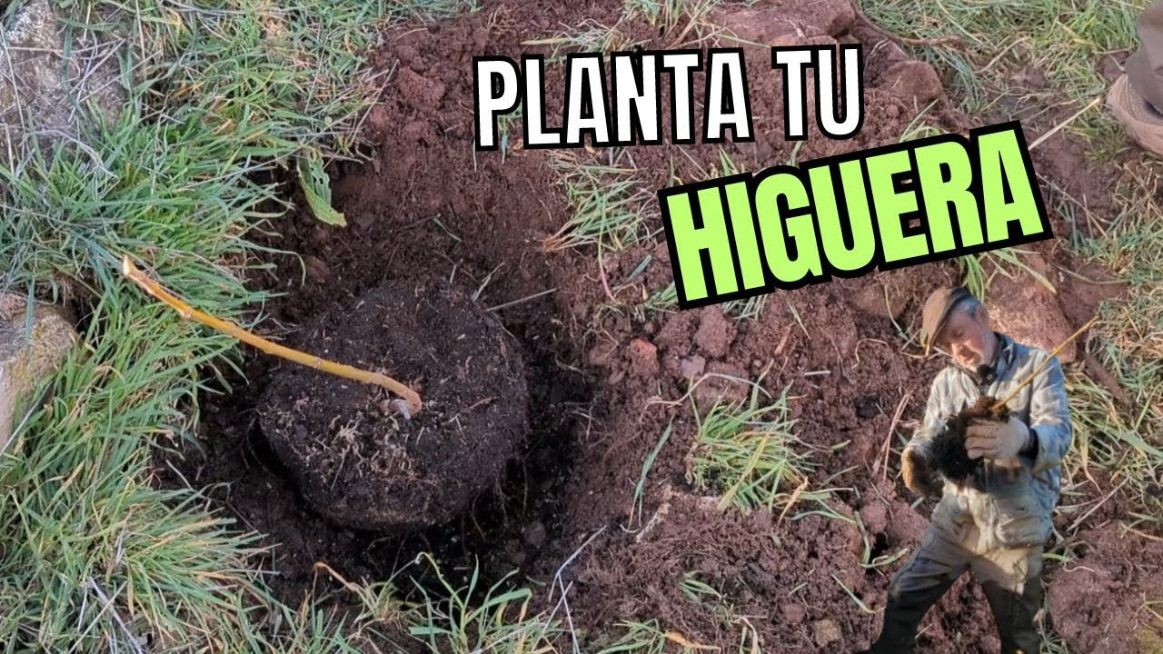 Cómo plantar HIGUERAS desde esqueje 🚜