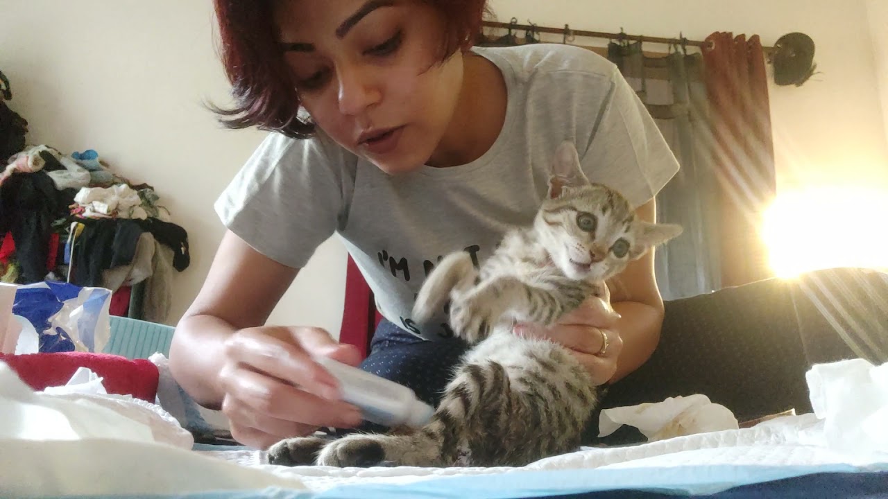 DIY nappy/diaper for paralyzed kitten 🐈✨✌🏻