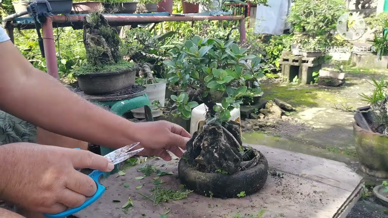 Spin trimming vs normal trimming of the little tree