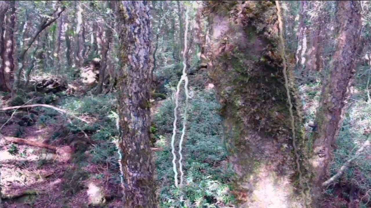 青木ヶ原樹海のロープと最後まで 最終章