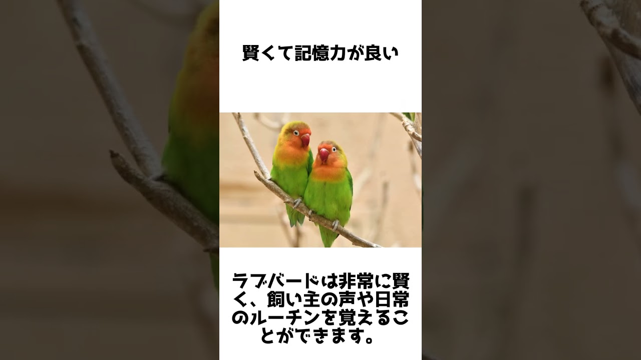 一生添い遂げる!? ラブバードの知られざる秘密 #動物雑学 #shorts #1分雑学 #ラブバード #インコ