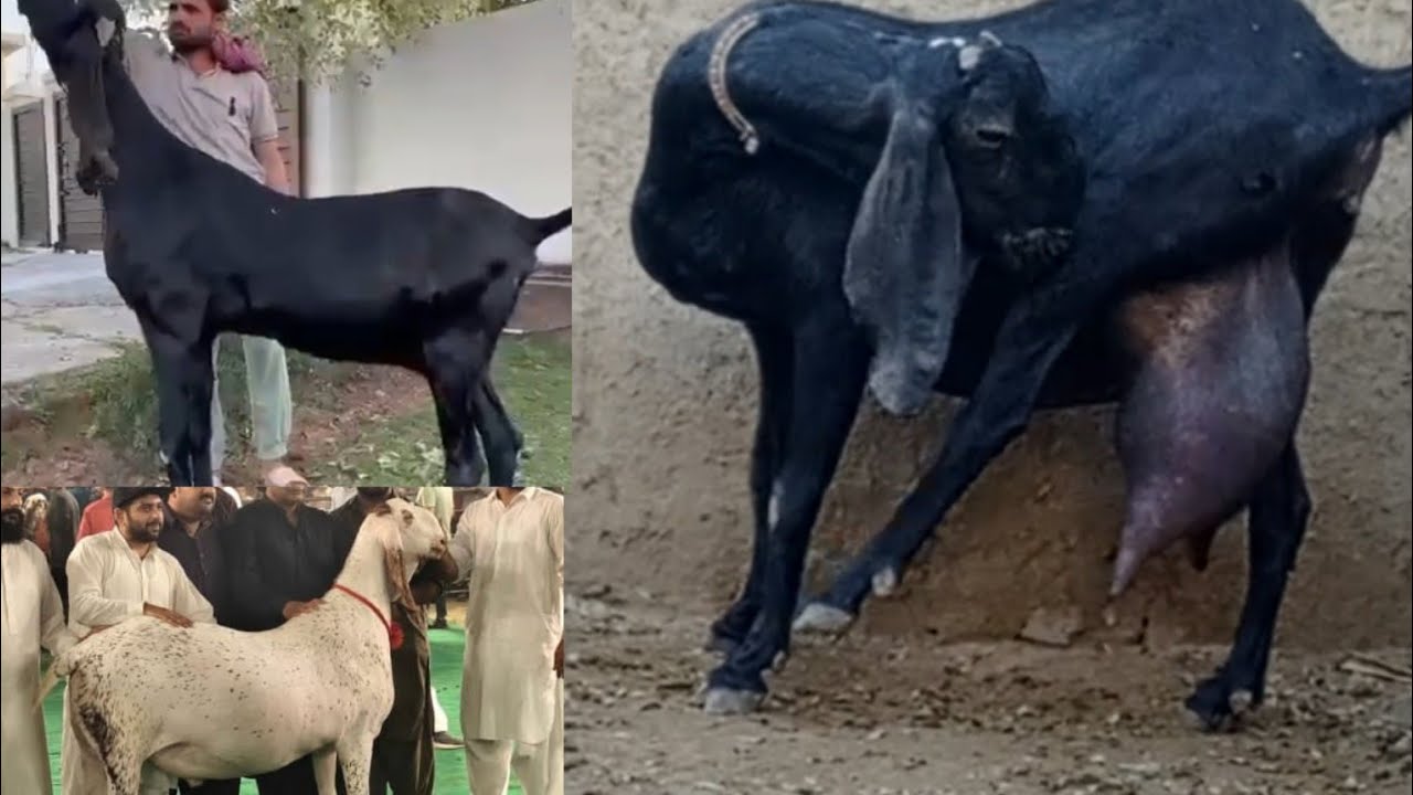 Sabse Jyada dudh Dene Wali Amrita sari Pital bakri/goat farming#beetalgoat//03456958335