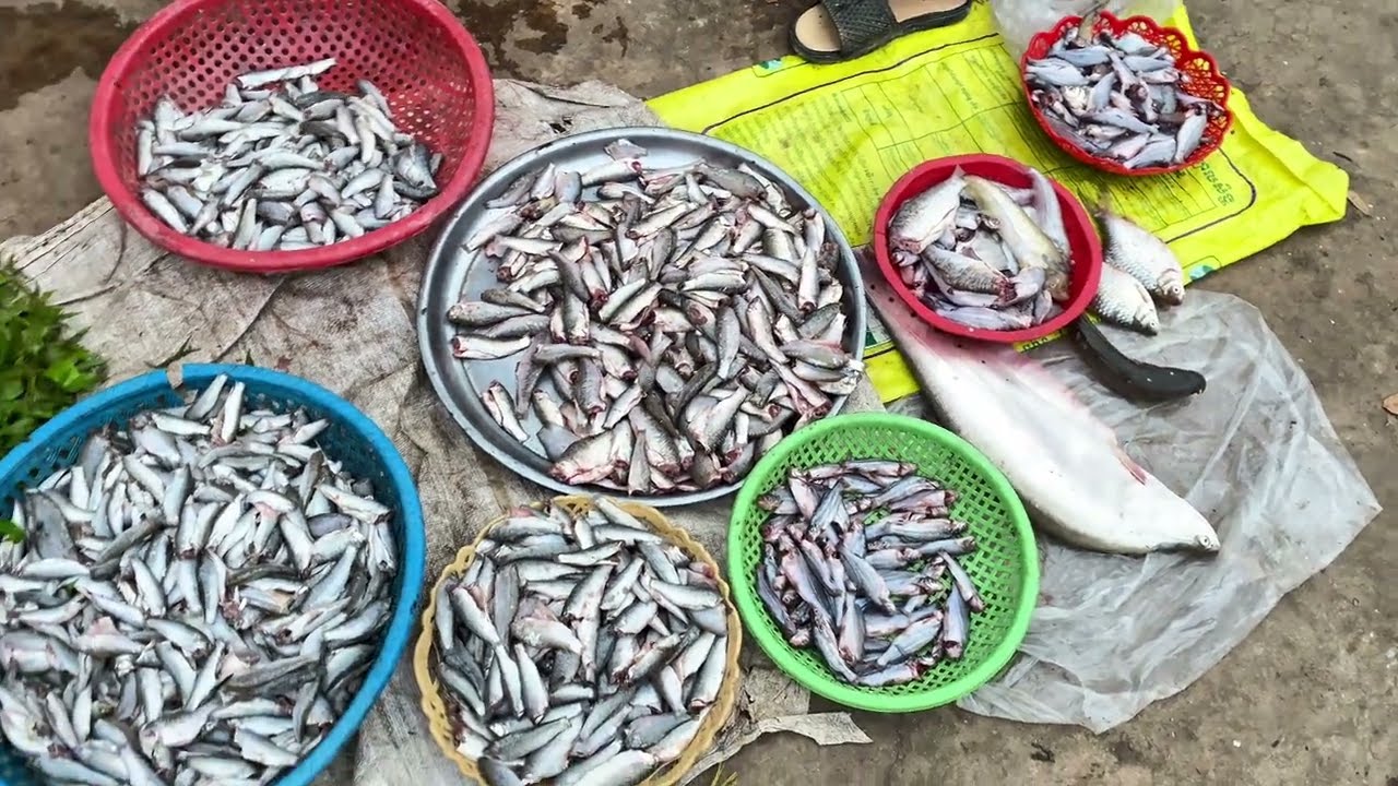 សកម្មភាពអាជីករលក់ដូរជាធម្មតា នៅក្នុងផ្សារភួពុយ និងផ្សារពោធិ៍សាត់ ខេត្តពោធិ៍សាត់ ខែធ្នូ ឆ្នាំ២០២៥ នេះ