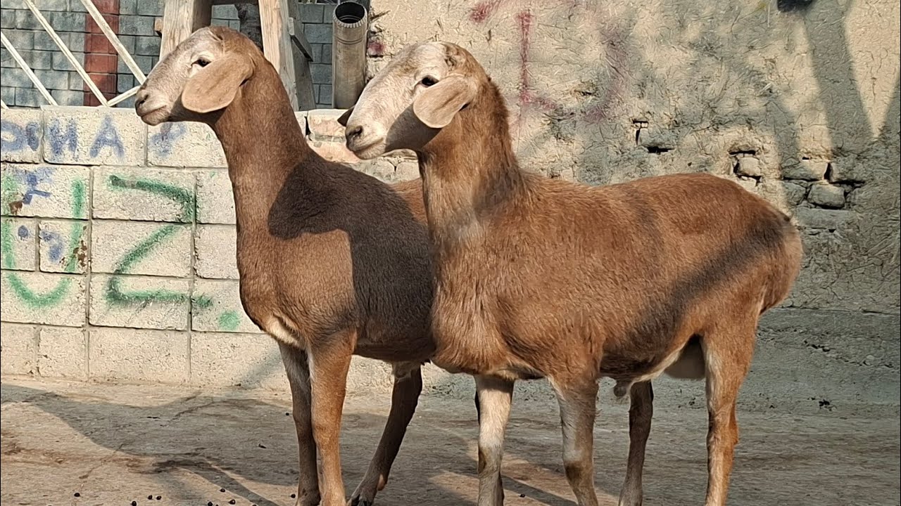 FARUXBEKGA NASILDOR QO'CHQOR SOVLIQLARNI YANGI PARTIYALARI YETIB KELDI.