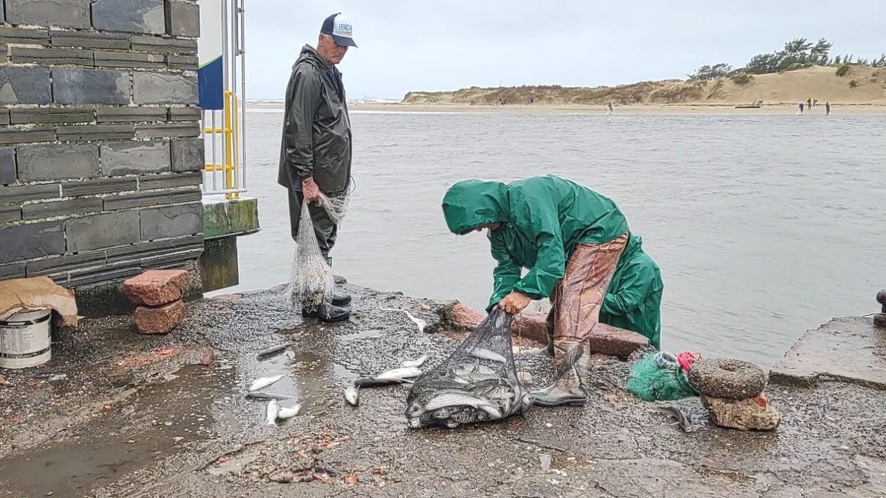 Pesca de tarrafa, CDA, 19-09-23, chuva e peixes. #tainhas #pescadetarrafas #netfishing #mullets