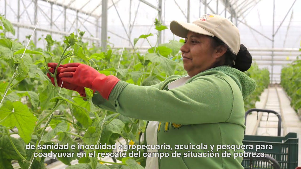 &iquest;Qu&eacute; es el Senasica?