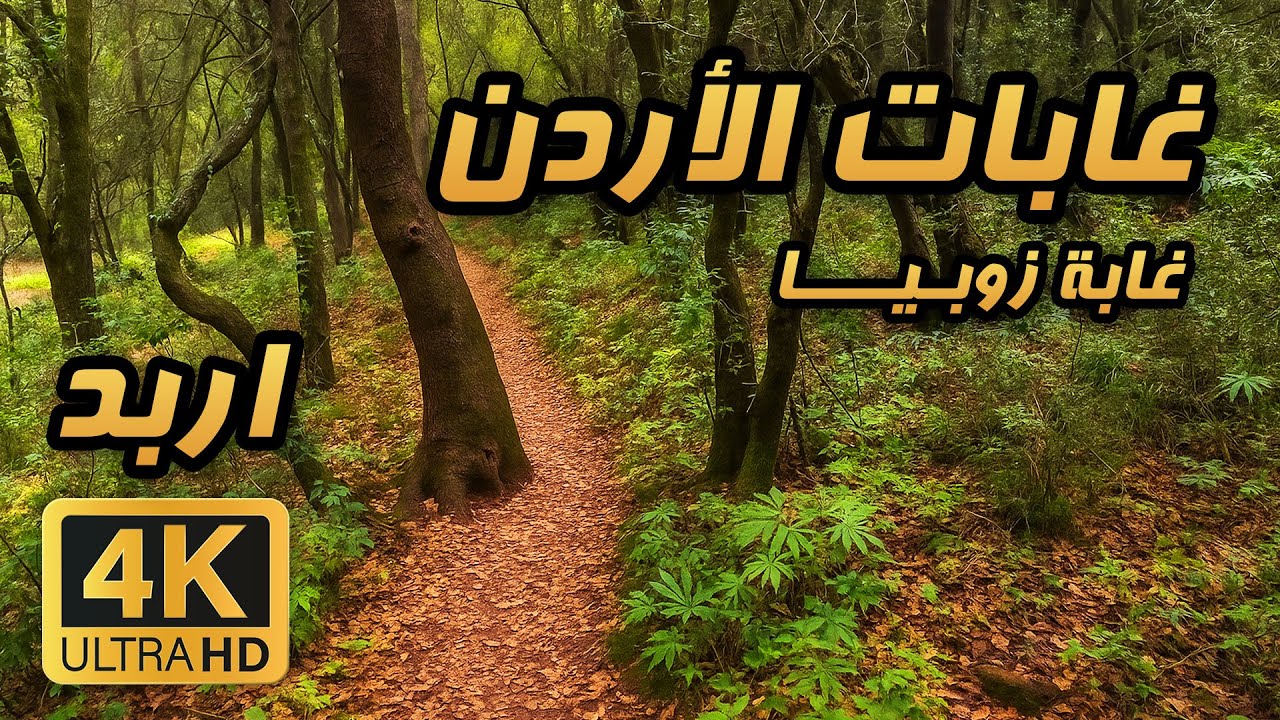 Jordan Forests  🇯🇴 4K Zoubia Forest Walk | Irbid | Day Hike