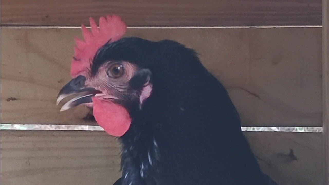 Live stream with chickens