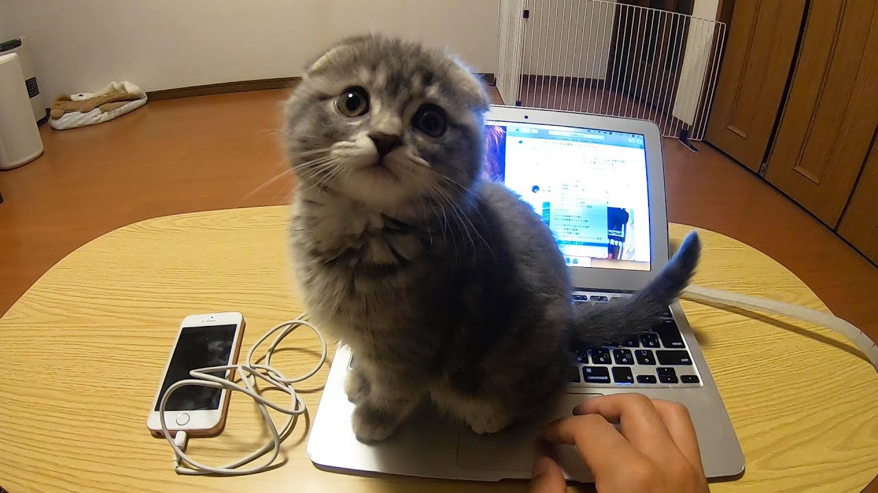 Котёнок, которого я не могу не поймать, очень милый...