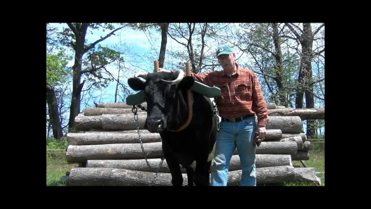 Ox Logging  Extreme Stacking.wmv