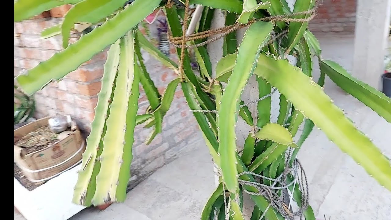 Dragon plant me ager ye kaam karliye to itne fruit  aayege ki aap sambal nahi paoge  💯 garanti 👍