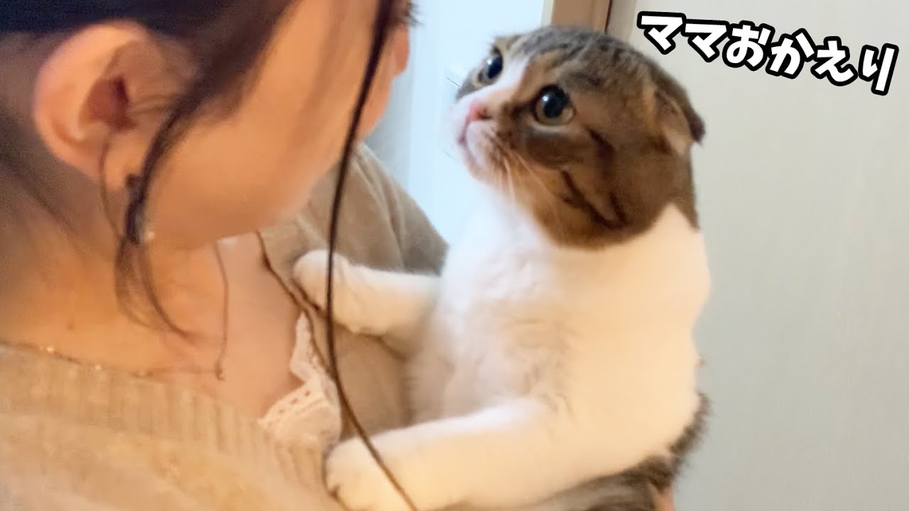 嬉しくて帰宅したママをストーカーする猫