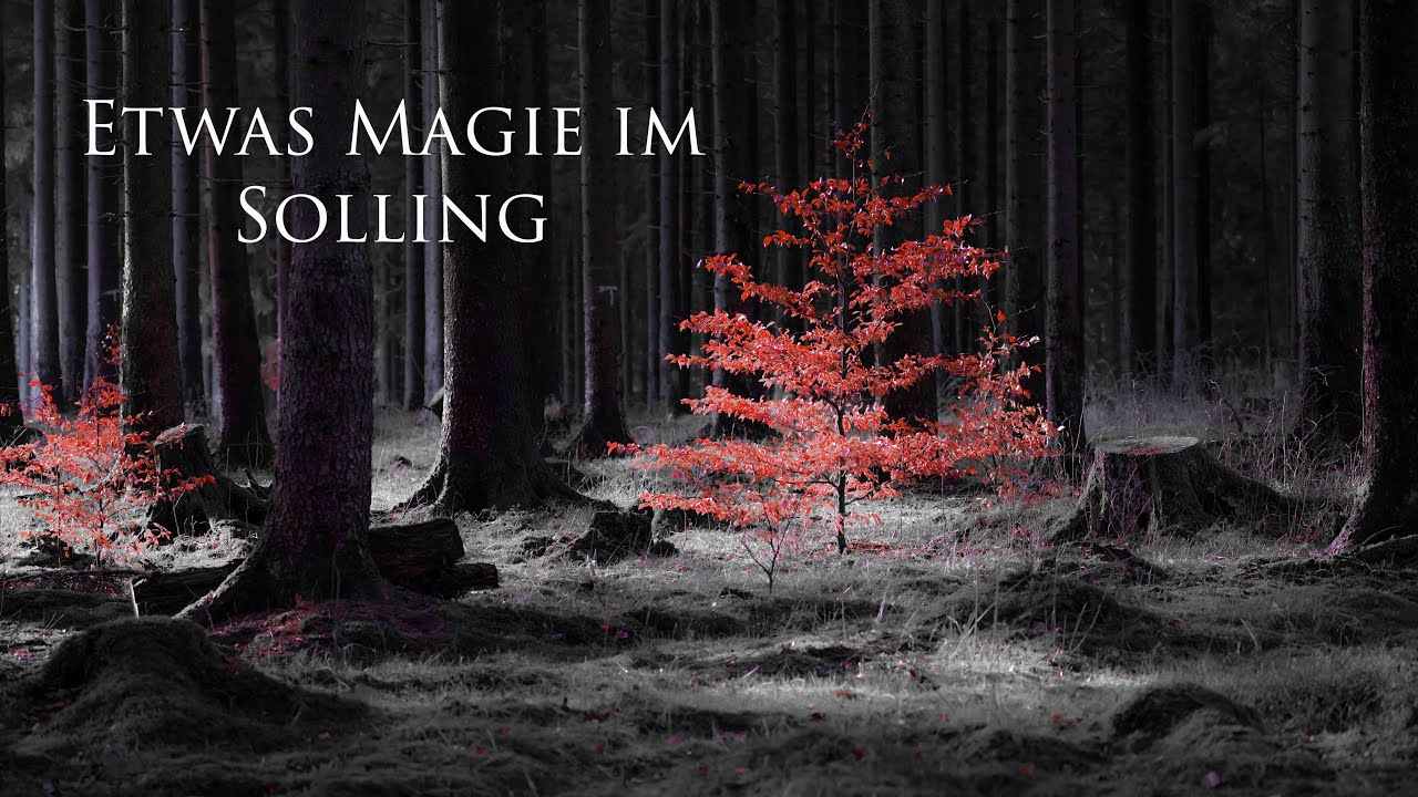 Etwas Magie im Solling - Auf Fototour am 04.02.2023