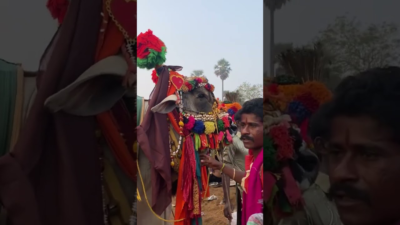 Balive jathara #shivaratri #balive #festival #shivaratri2023 #ramalingeswaraswamy #temple