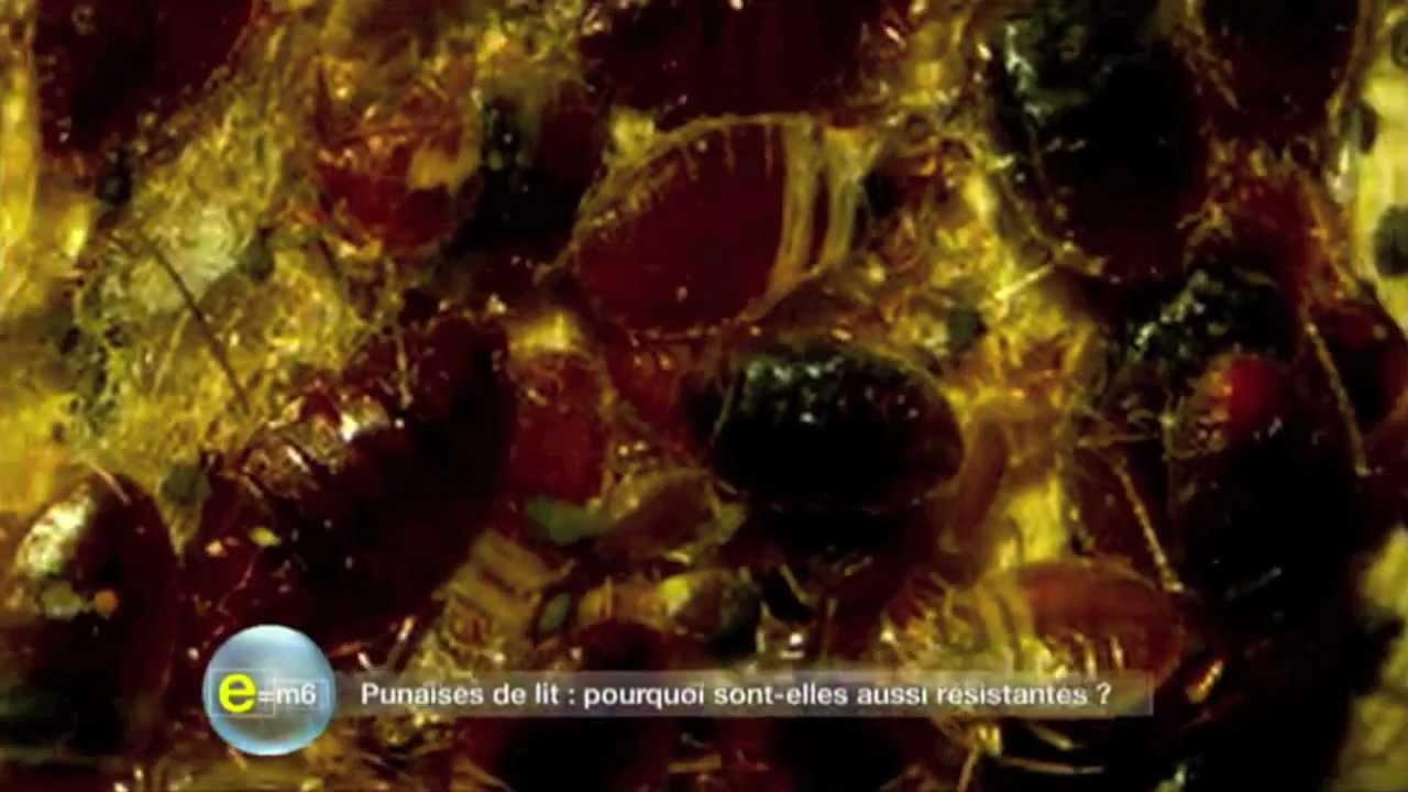 Punaises de lit : pourquoi sont-elles aussi résistantes ?