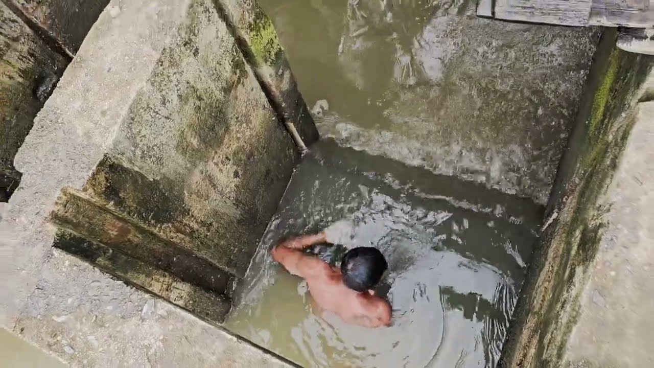 panen udang lagi kita